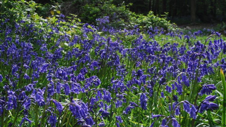 Bluebells on Limpsfield Common